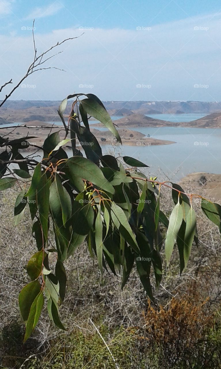 tree leaf lake view