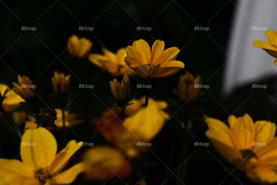 A dark place with illuminated flowers