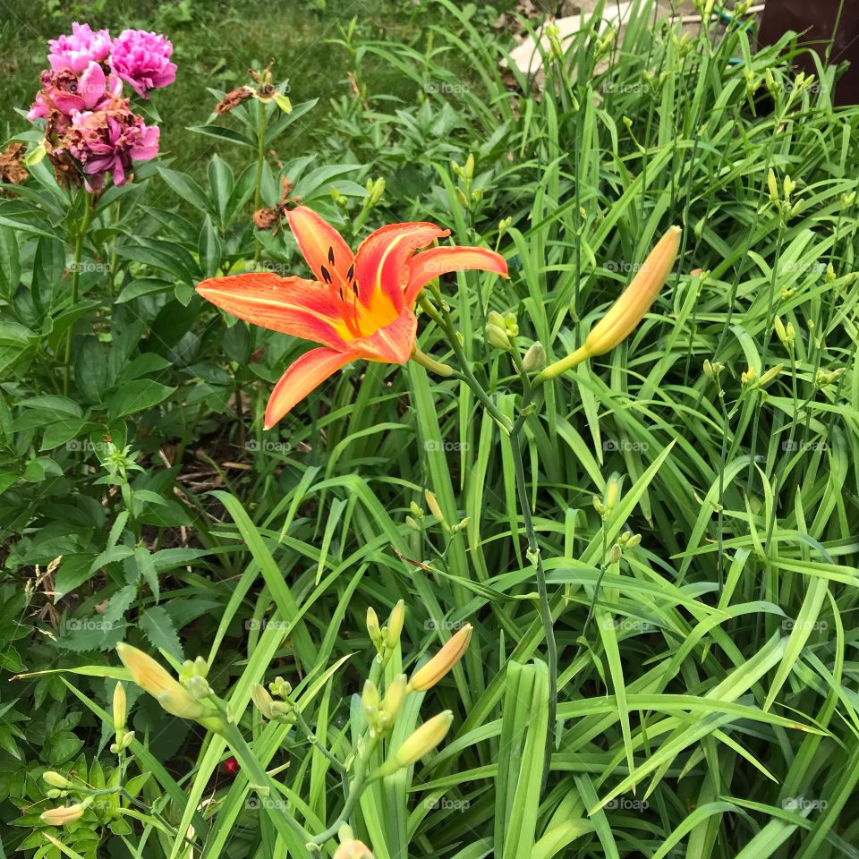Orange Tiger lily blooming amongst the pink peony flowers  