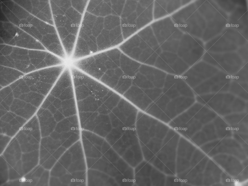 No Person, Nature, Leaf, Desktop, Bright