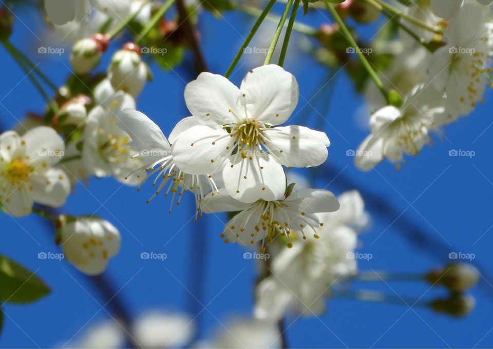 Beautiful flowers