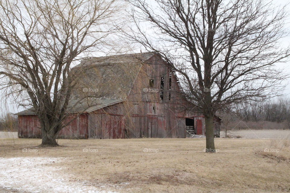 old barn framed with trees