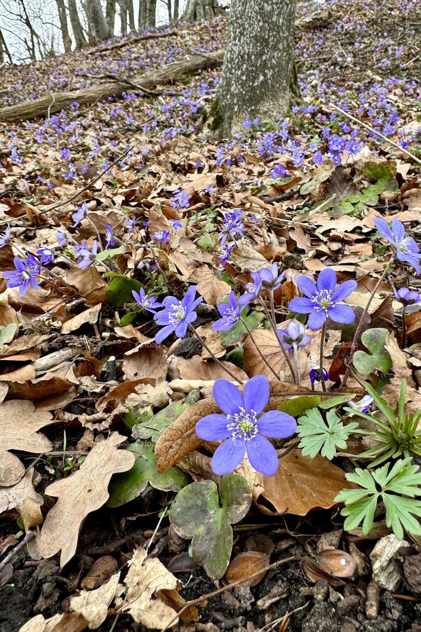 A field of blue anemone hepatica wildflowers in the forest is an early sign of spring 