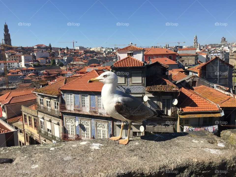 A seagull in porto