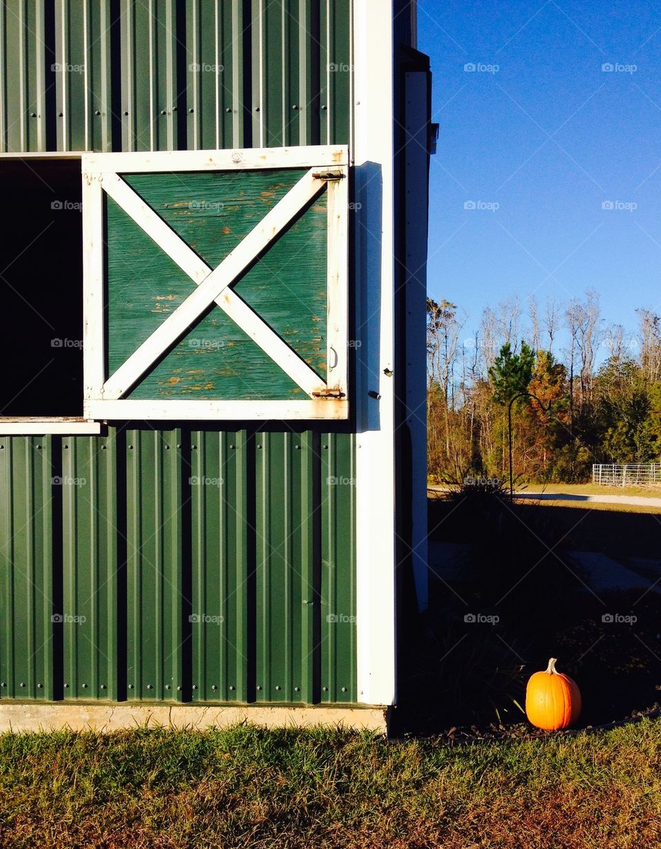 Pumpkin at the Barn