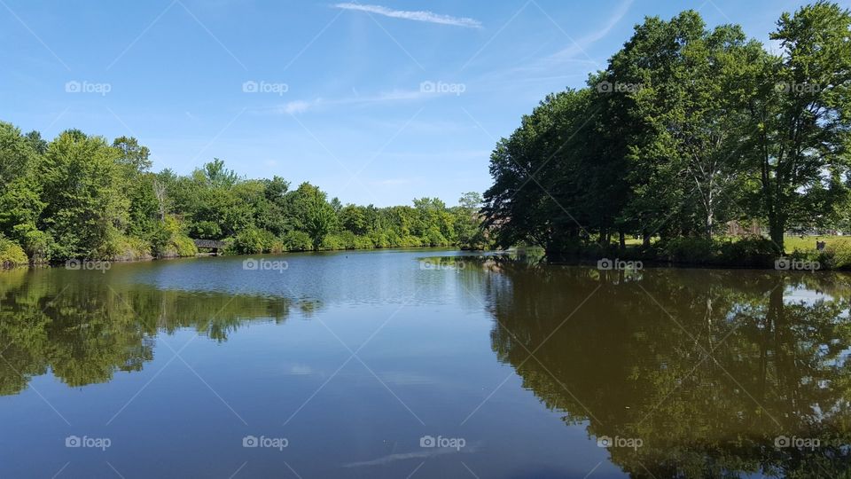 pond reflection