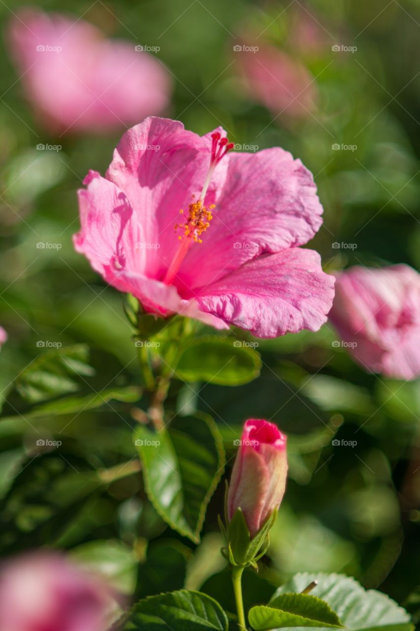 Pink Hibiscus Bloom Flower
