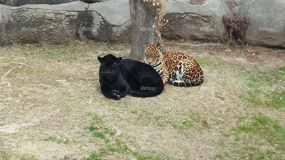 Very Different Friends.. Arkansas Little Rock Zoo