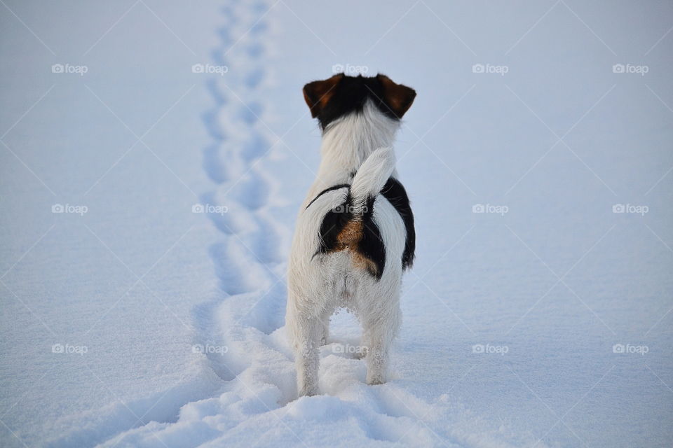 Rear view of a dog standing in snow