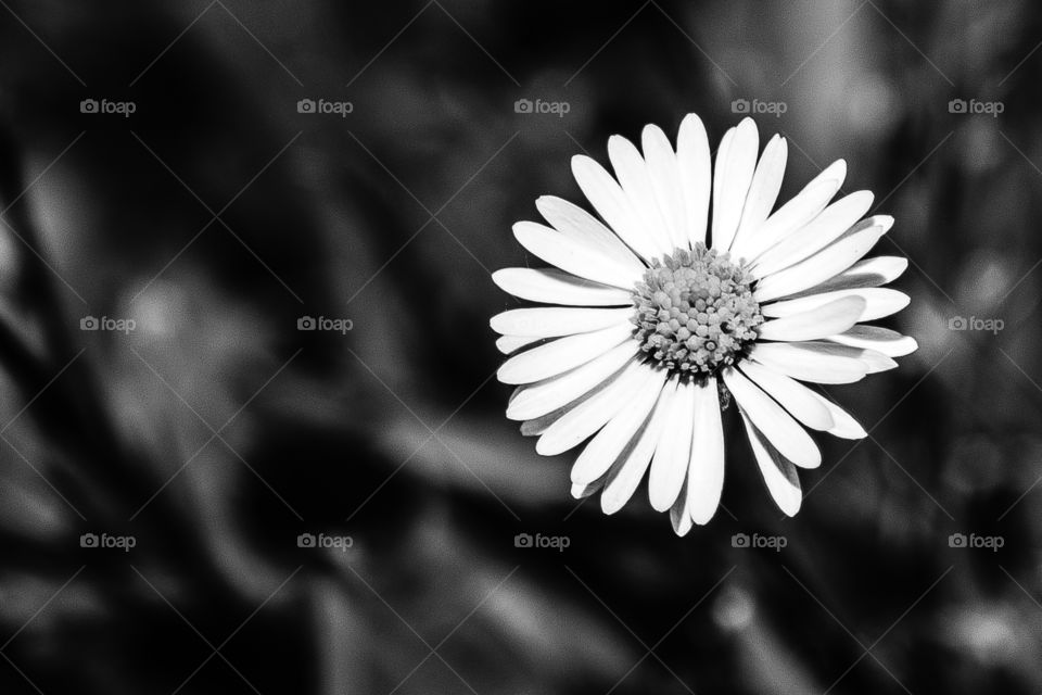 Black and white view of daisy flower