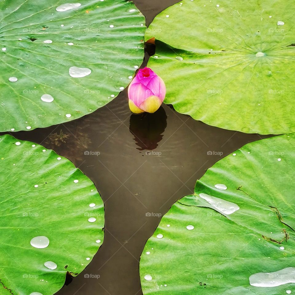 It is the lotus in full bloom, it is a good time for the world.I hope the day is clear, look up to meet all gentle.