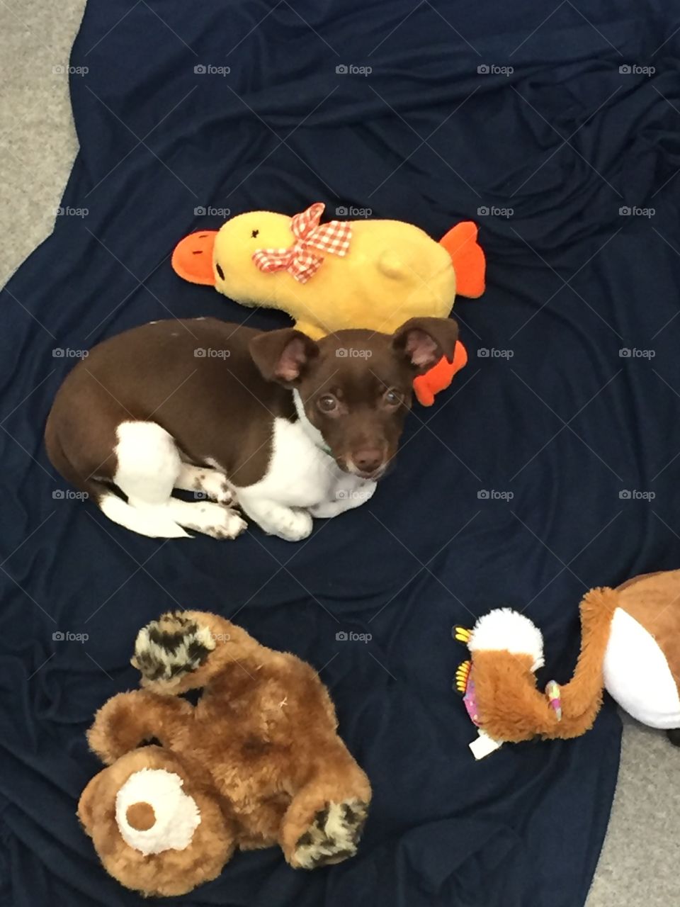 Rescue puppy with his stuffed animals