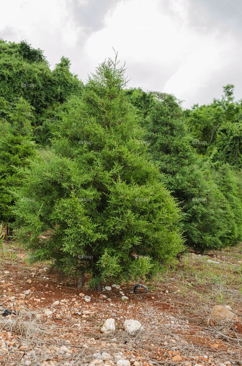 Lemon Press Trees