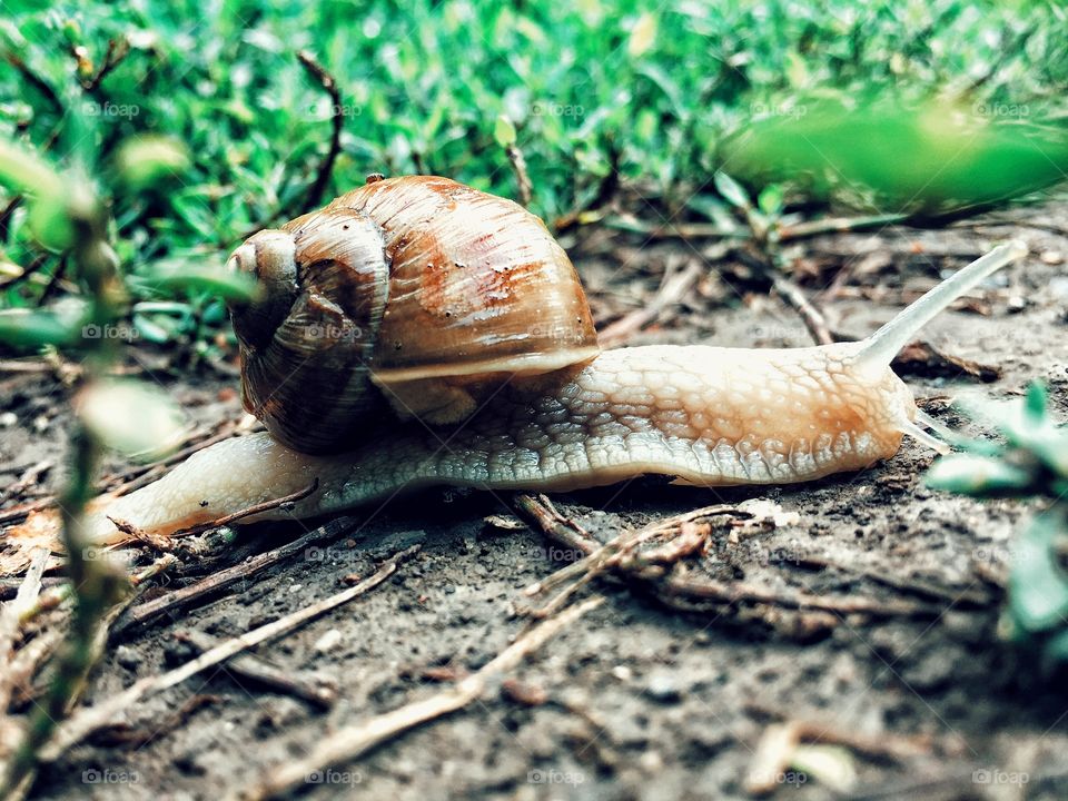 Lost snail