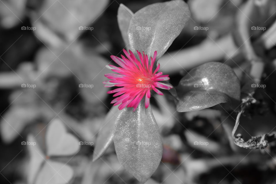 a red colorful flower with thin petals and glossy grey sepals in a  selective color photo