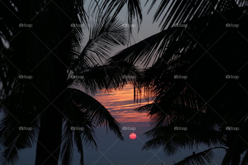 Beach, Palm, No Person, Tropical, Sunset