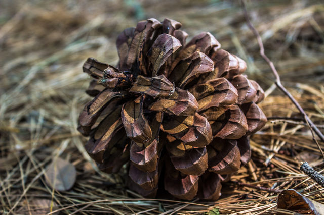 pine cone fallen on the ground