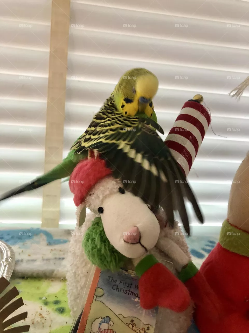 Kiwi loves his toy lamb 🌿🦜 🐑