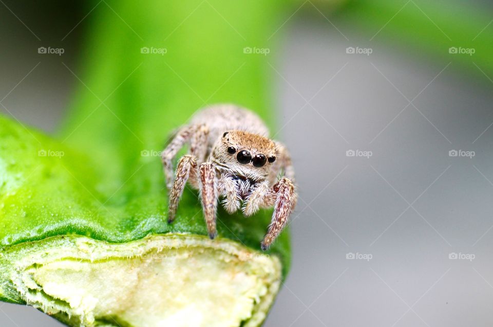 Macro shot of jumping spider.