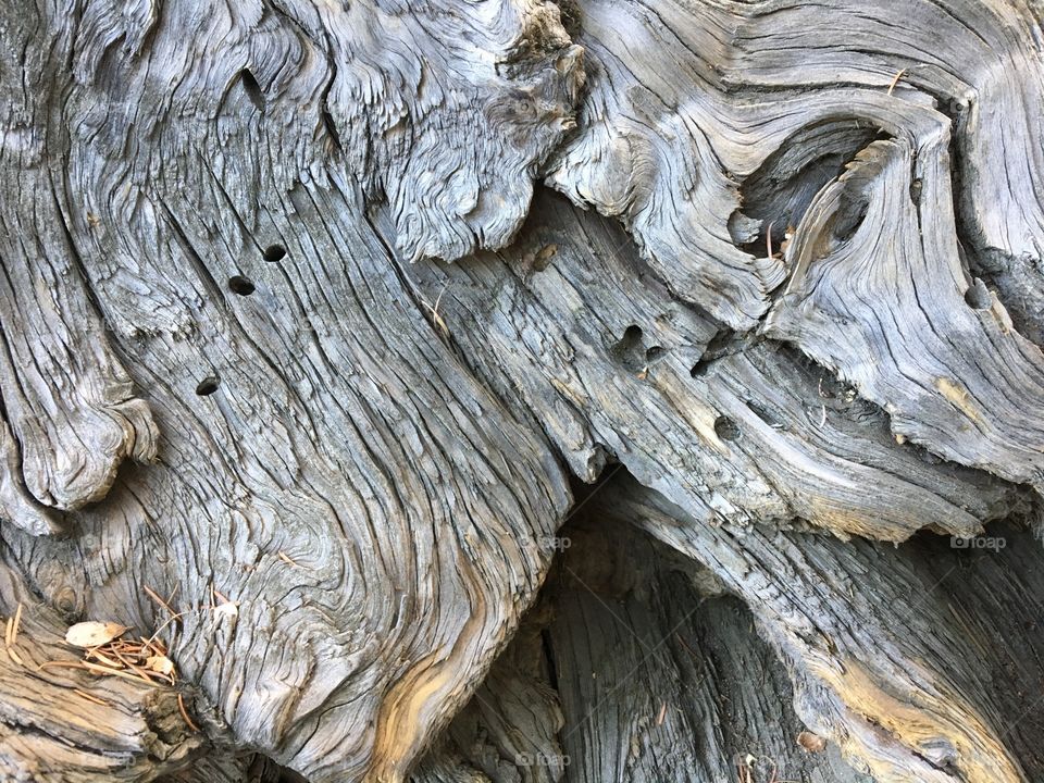 Closeup of a gnarled tree stump. Mt. Wilson, California.