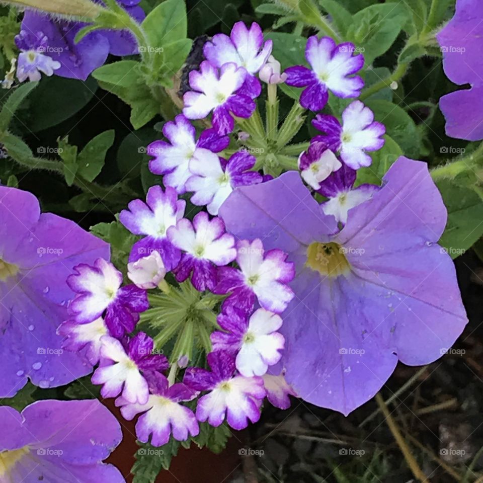 Purple Clustered Flowers 