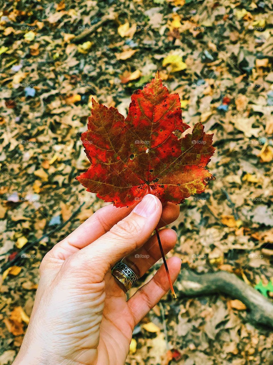 Hand holding a red leaf, walking in the forest picking up leaves 