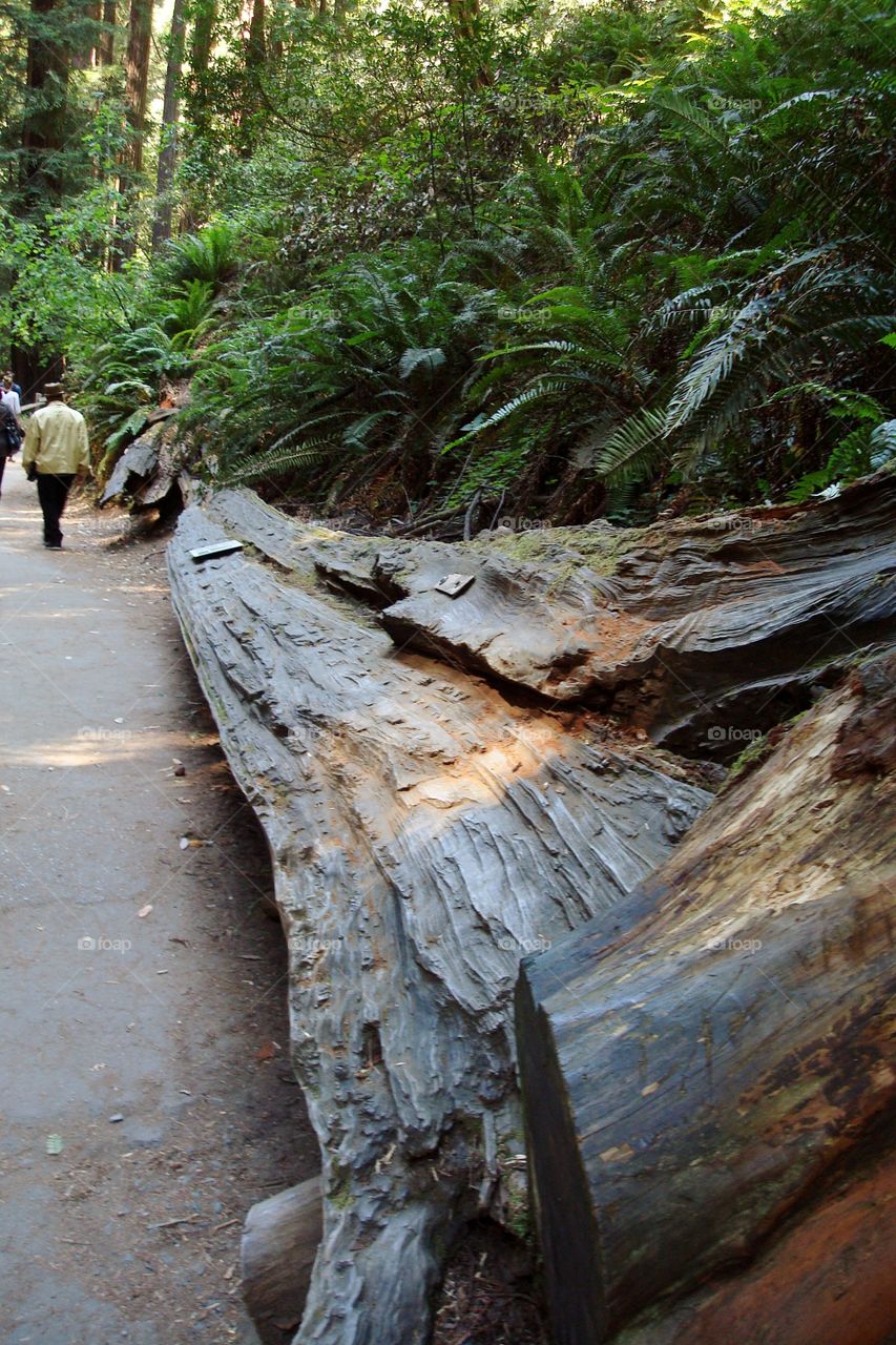 redwood path