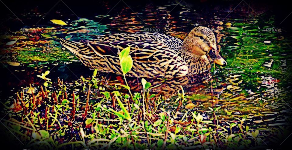 Lady duck