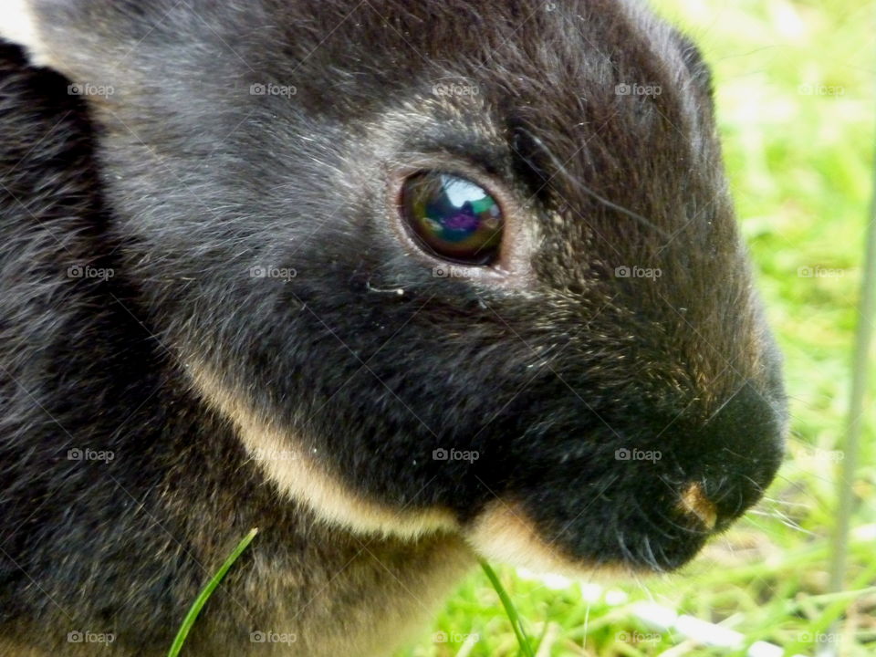 My gorgeous rabbit close up