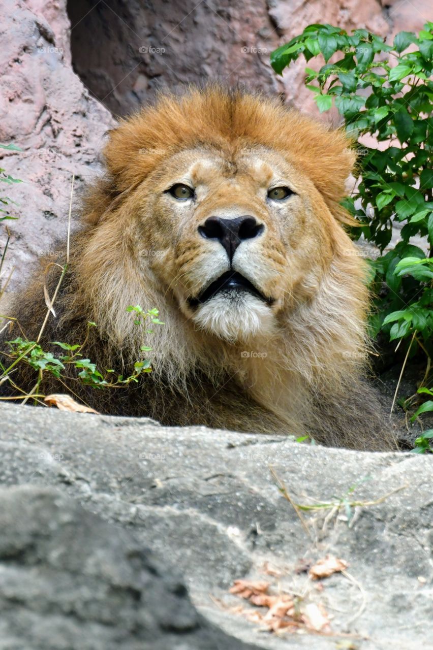 Lion