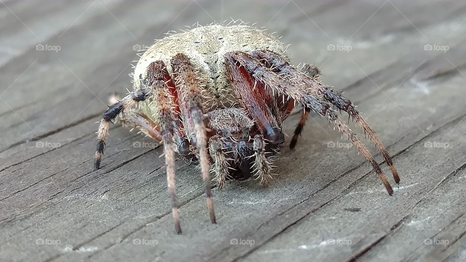 Nature, Spider, Animal, Closeup, Wildlife