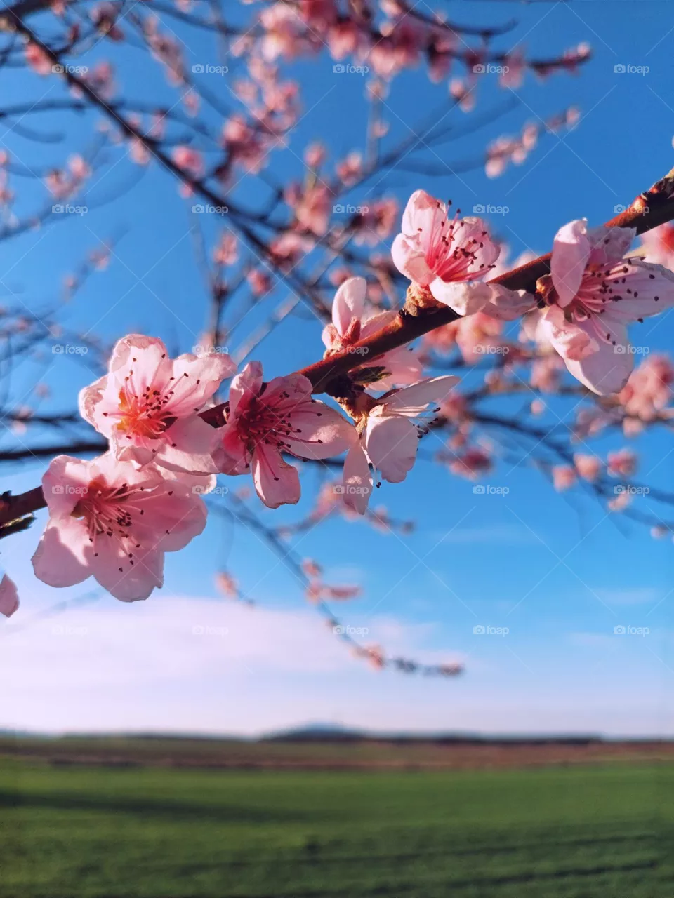 spring photos part3