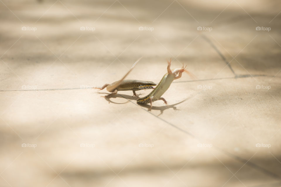 2 lizards jumping attacking each other