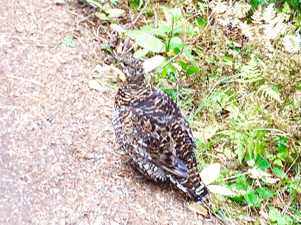 My little buddy found on hiking trail in glacier national park Montana 