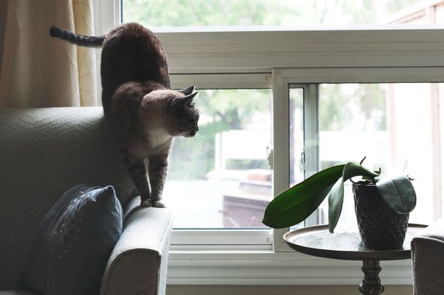 cat walk
