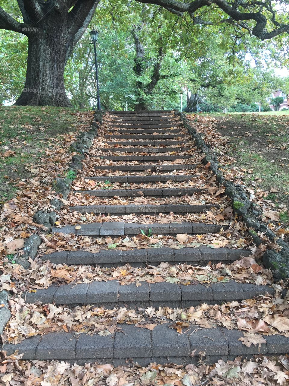 Steps and falling leaves 
