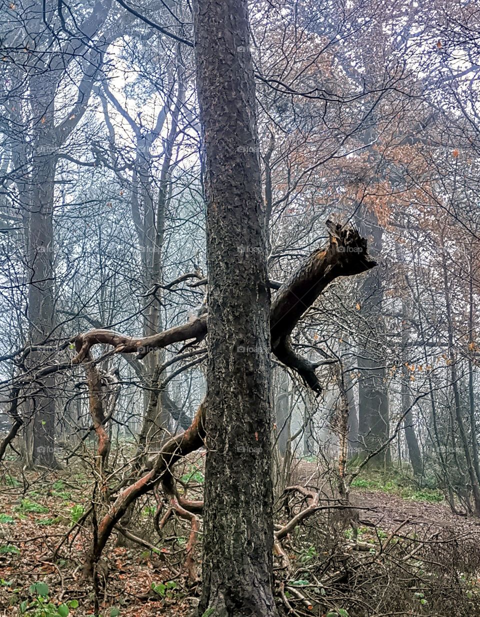 Broken branch in a misty glen
