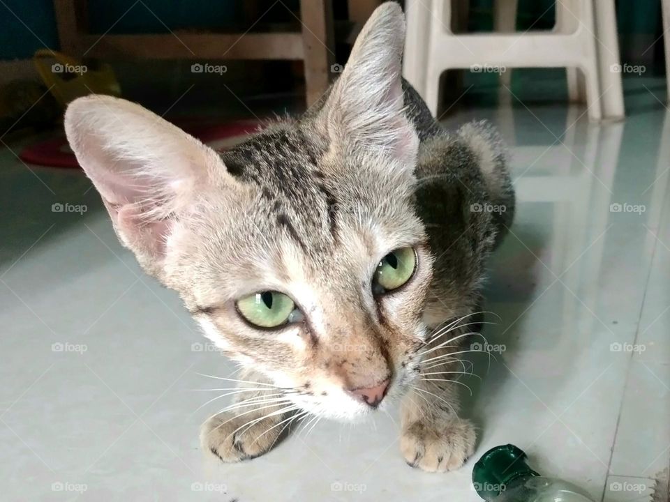 A small cat looking at the camera .