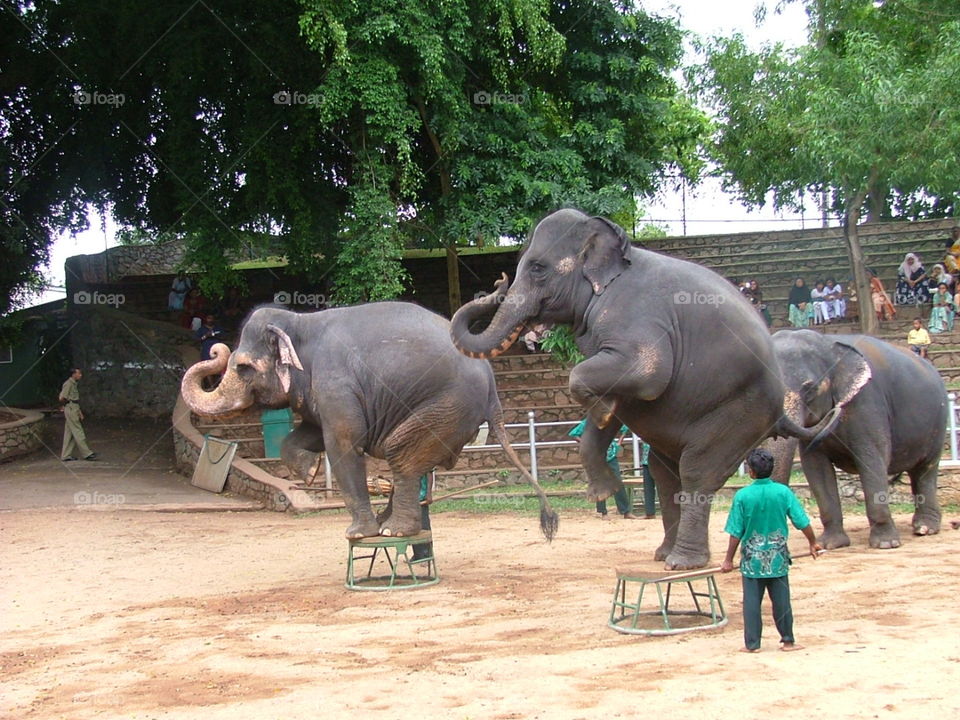 elephants