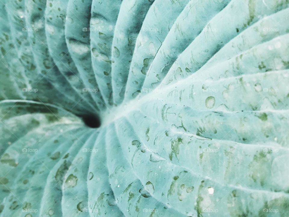 Extreme close-up of leaf