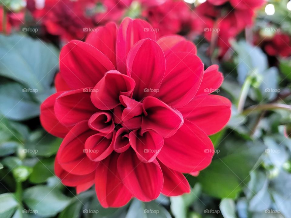 Bright Red Flower