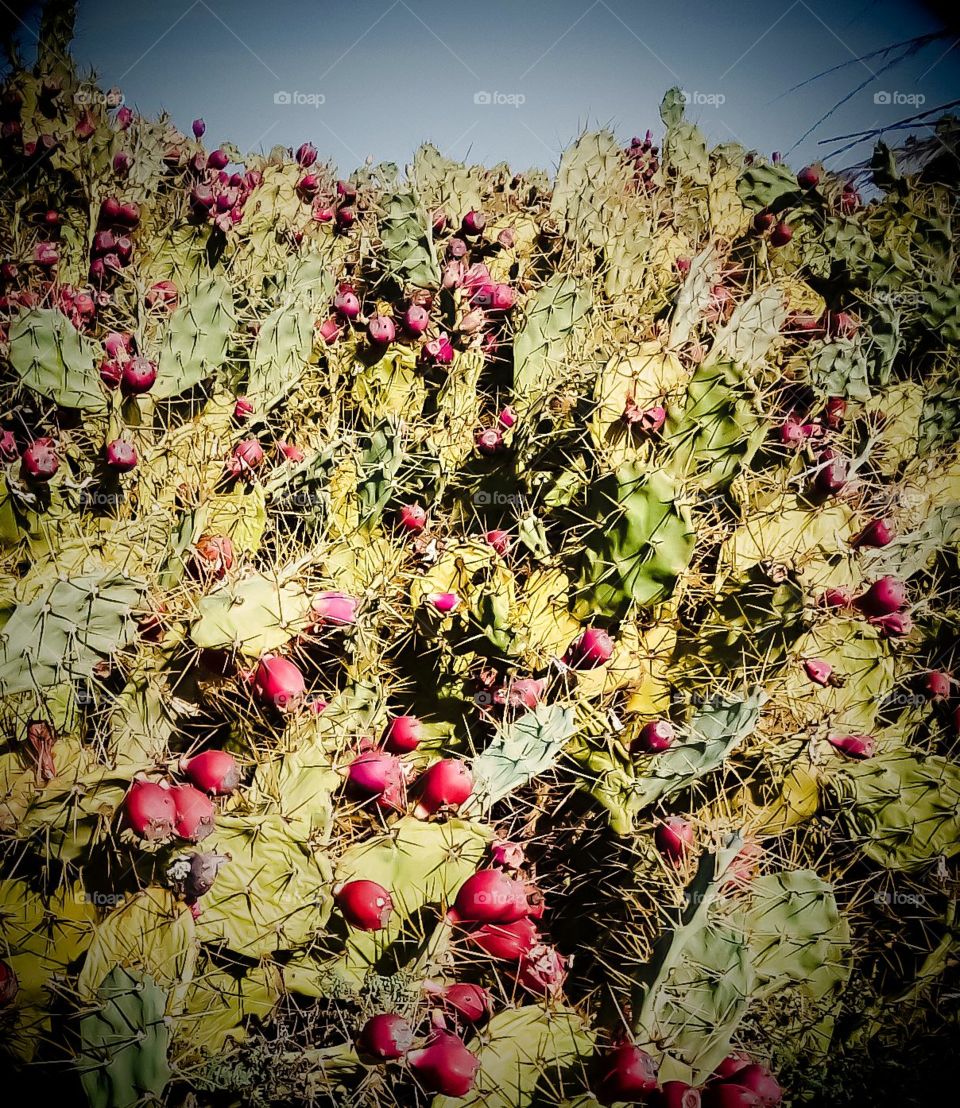 The photo was taken of an earthen barrier planted with a prickly pear, a type of purple cactus.
This spiny plant is used in the island fields for protection
Its fruits are eaten and distinguished by their taste, which combines sweetness and acidity