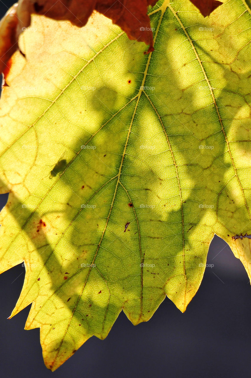 Macro of a vine leaf