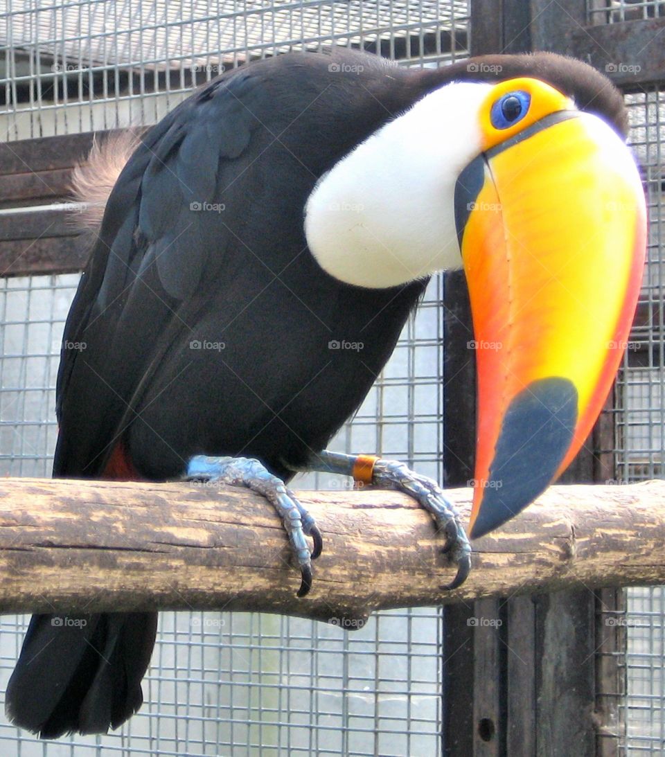 toucan