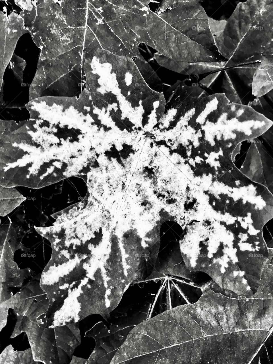 Oddness of nature - not snow 