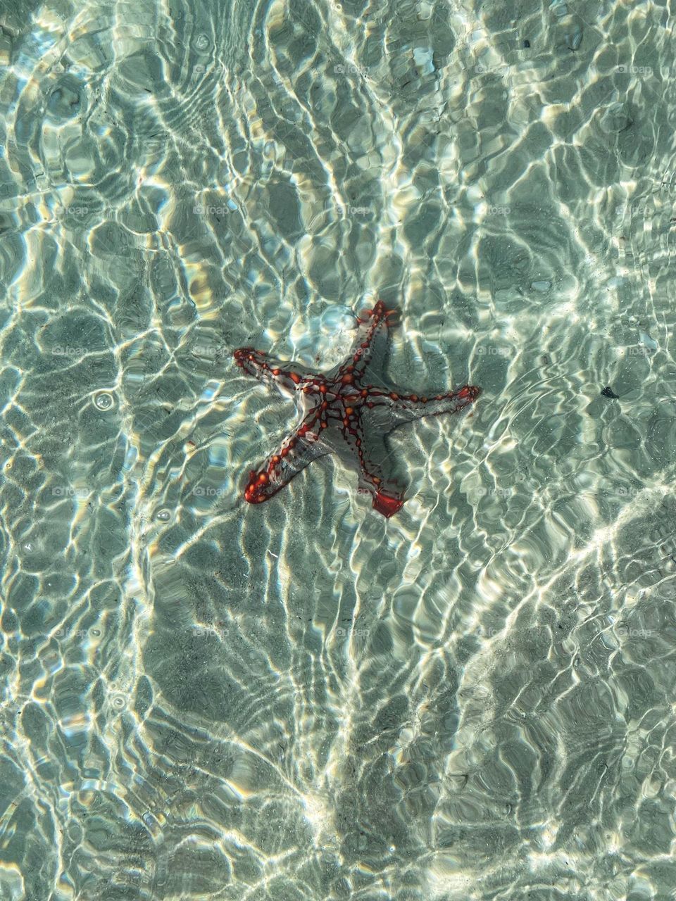 Starfish!