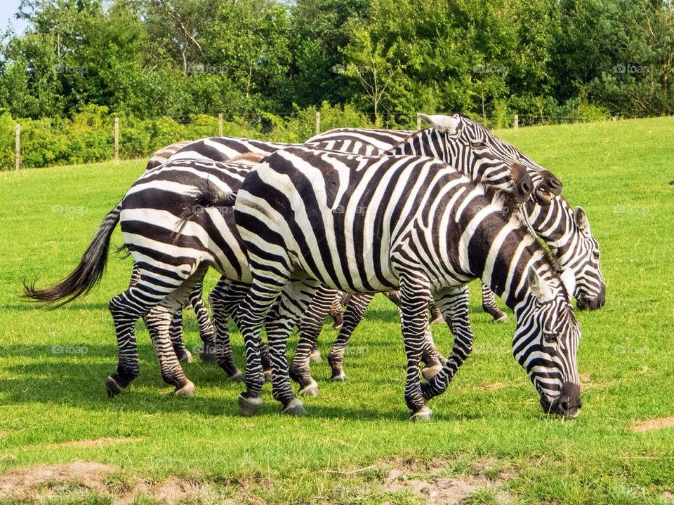 Grants zebra