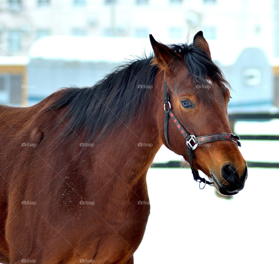 Close-up of horse