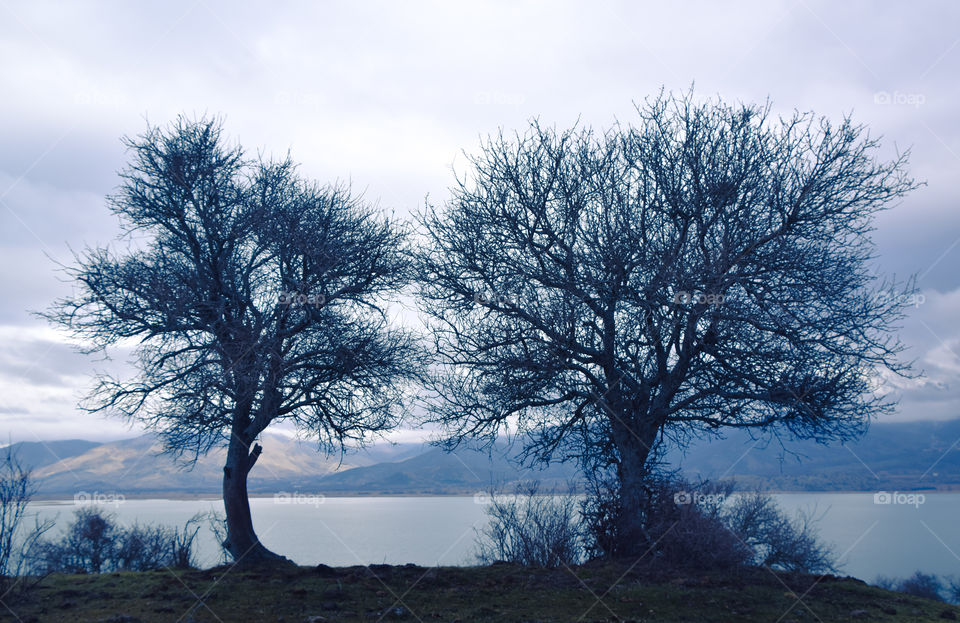 Two Trees At Lake Landscape

