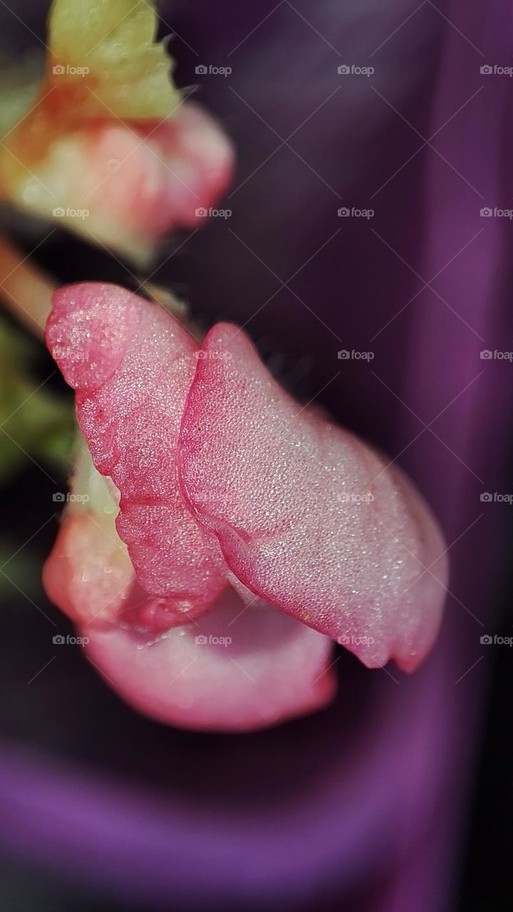 Macro photo of flower growing in the garden